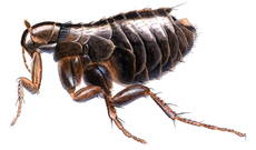 Fugleloppe_640x409