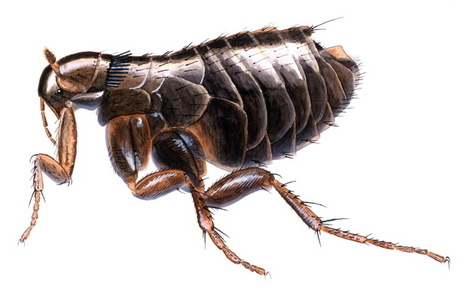 Fugleloppe_640x409