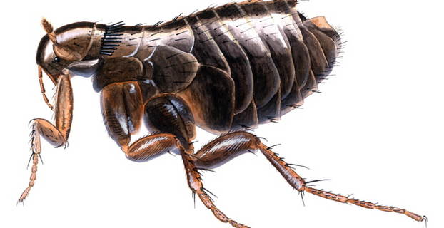 Fugleloppe_640x409