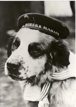 Marinehunden Bamse  