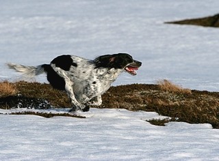Foto: Stig Kvernmo
