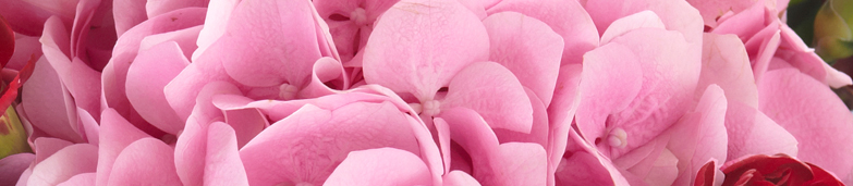 Blomster
