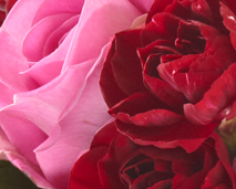 Blomster