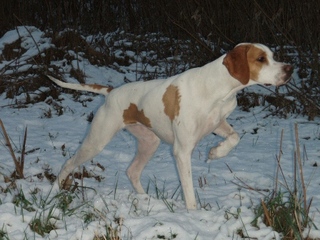 Henningknausens Buffy BIS