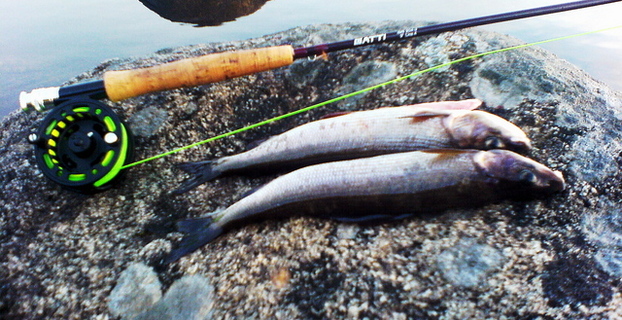 Harrfiske_640x480