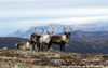 Villrein2Trykk_640x402