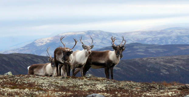 Villrein2Trykk_640x402