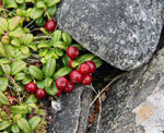 tøttebær