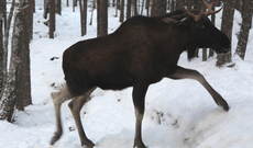 elgjakt_640x418