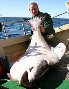 heilbutt
