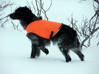 Vinner NM Vinter 2011 - B Velvet Dei Fiorindo