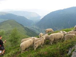 Sauer paa veg til hogfjellesbeite i Vik Foto Jon Nummedal