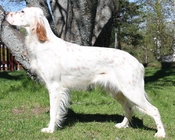 Kennel Orrliden