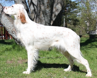 Kennel Orrliden
