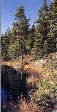 Skog