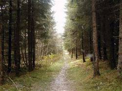 Granskog, Fotograf: Utne, Eva K.