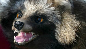 mårhund_640x361