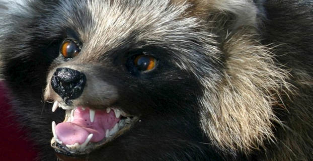 mårhund_640x361
