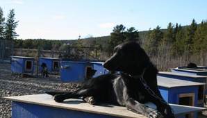 hundebråk_640x426