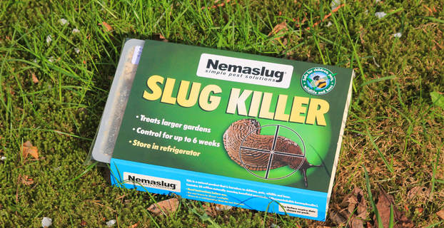 Nemaslug
