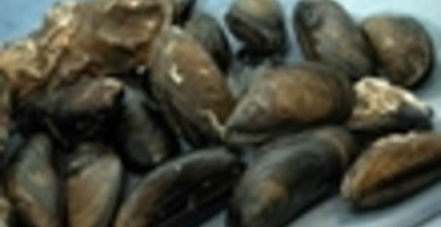blåskjell_110x68