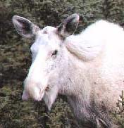 Albino Elg