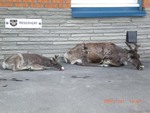 Foto: Randi Danielsen
