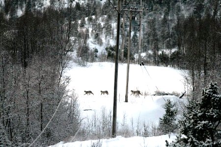 Viiser bilde av merka gaupe med to unger Viiser bilde av merka gaupe med to unger