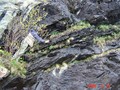 Pics: Miljøuka 2008, Jakten på bergfruen