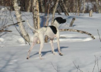Veidfjellets Tutta