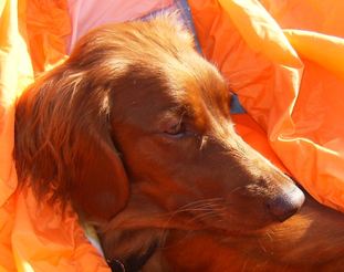 Foto: Harriet Wiggen