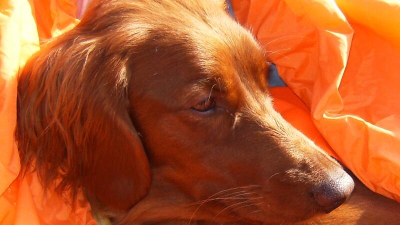 Foto: Harriet Wiggen