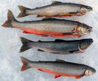 fisk
