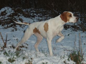 Henningknausens Buffy BIS
