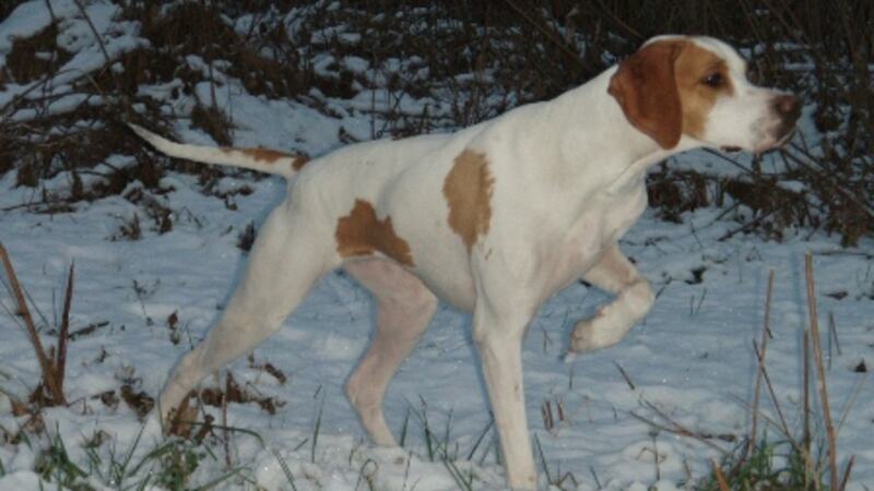 Henningknausens Buffy BIS