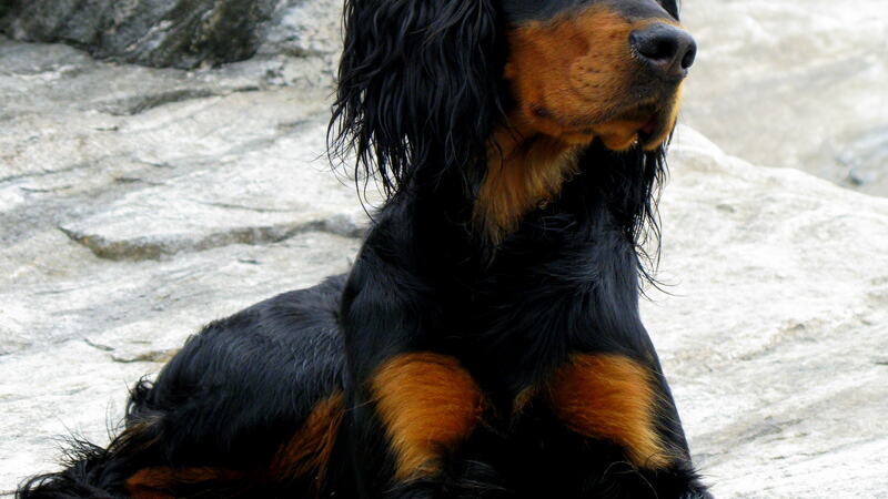 Scarlet