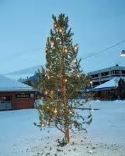 juletre