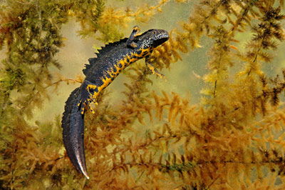 Stor salamander. Foto: Jan Rabben