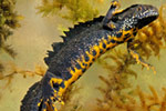 Stor salamander