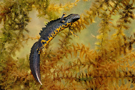 Stor salamander (Triturus cristatus)