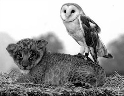 owl%26pussycat