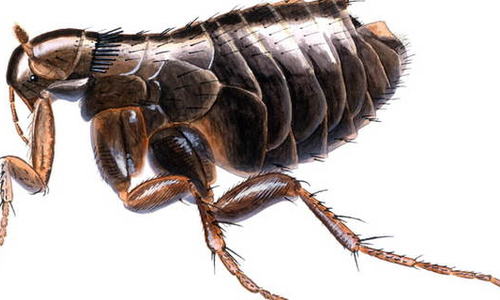 fugleloppe