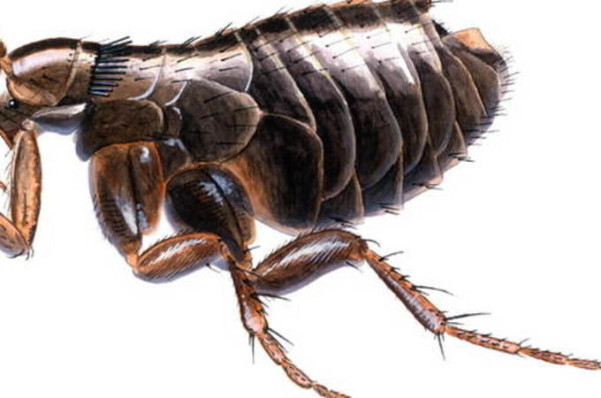 fugleloppe