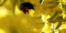 Humler og gullregn