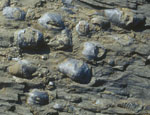 Kambrosilur med fossiler av brakiopoder, Asker, Akershus. Foto: Torbjørn Røberg