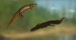 Liten salamander, hann og hunn (Triturus vulgaris).