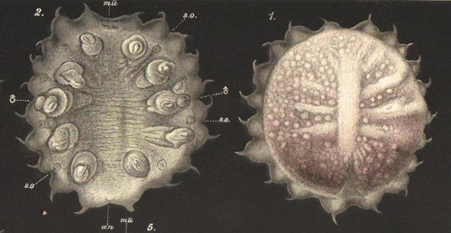 Myzostoma graffi tegnet av Fridtjof Nansen