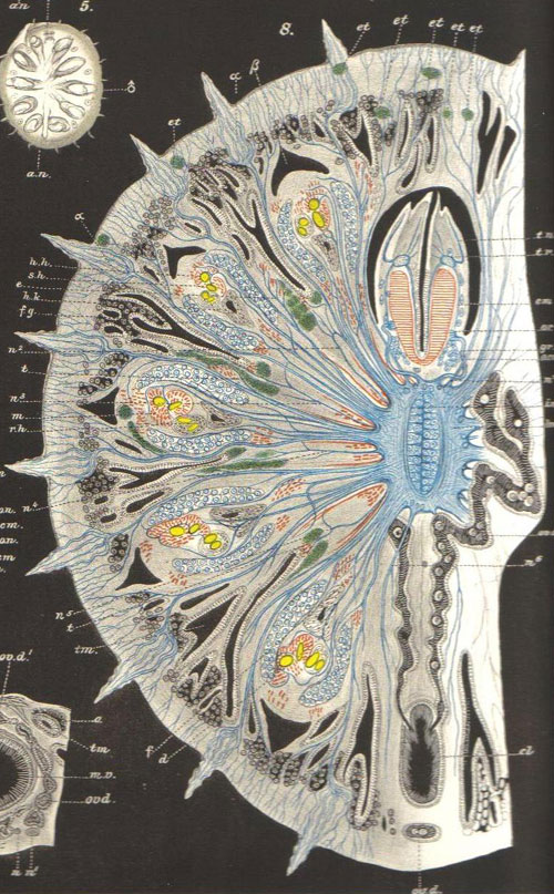Tverrsnitt av en Myzostoma giganteum tegnet av Fridtjof Nansen