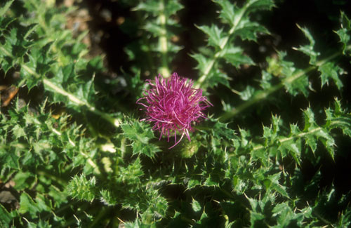 Dvergtistel (Cirsium acaula)