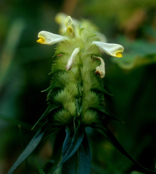 Kammarimjelle (Melampyrum cristatum)